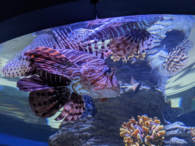 Sharjah Aquarium — Kids & Babies in Sharjah, Al Khan - Image 2