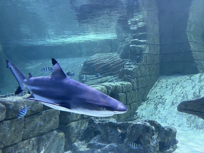 Sharjah Aquarium — Kids & Babies in Sharjah, Al Khan - Image 4