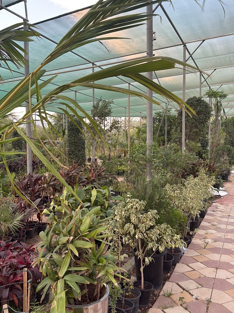 DLuxe Car Care | XPEL PPF Certified — Car Care Cleaning Products in Dubai, Downtown - Image 5