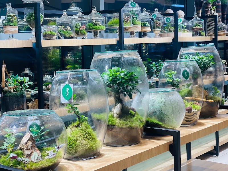 Plante Al Barsha — Personal Services in Dubai, Al barsha