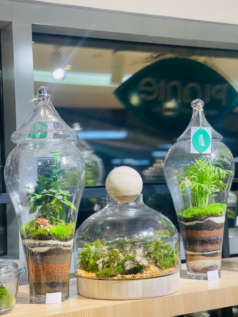 Plante Al Barsha — Personal Services in Dubai, Al barsha - Image 2