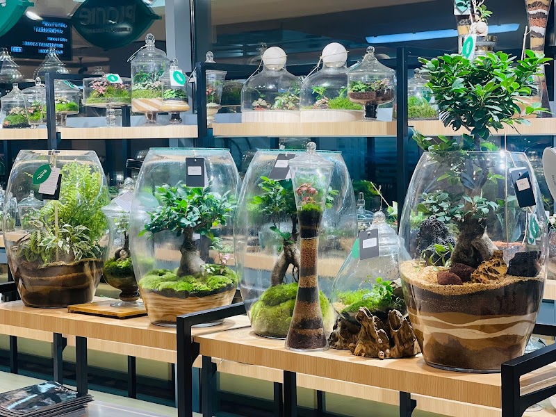 Plante Al Barsha — Personal Services in Dubai, Al barsha - Image 3