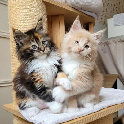 قطة صغيرة رائعة من سلالة "مين كون" (Maine Coon) متاحة للتبني