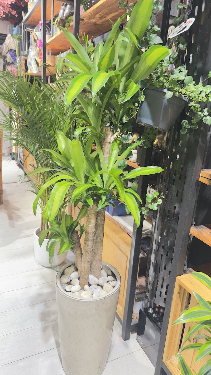 Home Garden — Garden Tools Accessories in Sharjah, Al Nahda - Image 3