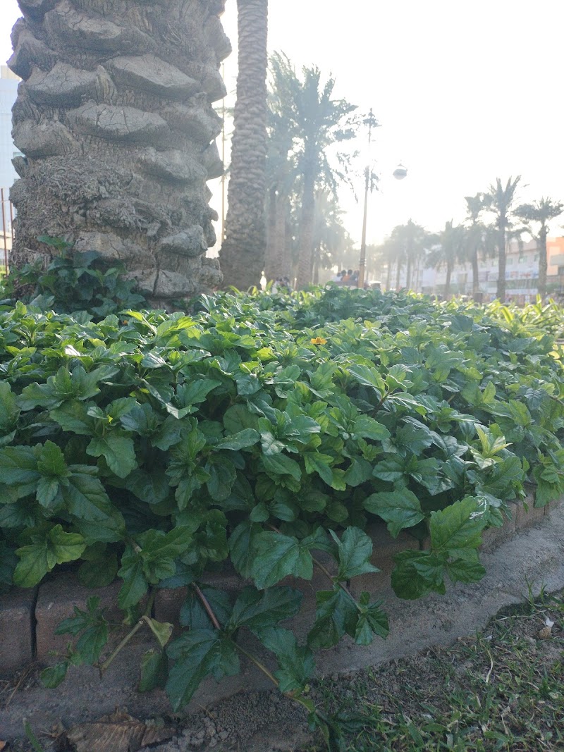 ALSOUM REAL ESTATE — Commercial Property For Rent in Sharjah, Al Khan - Image 5